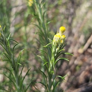 Chrysocephalum semipapposum at Whitlam, ACT - 26 Oct 2024