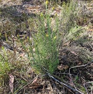 Chrysocephalum semipapposum at Whitlam, ACT - 26 Oct 2024