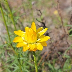 Xerochrysum viscosum at Whitlam, ACT - 26 Oct 2024 03:17 PM