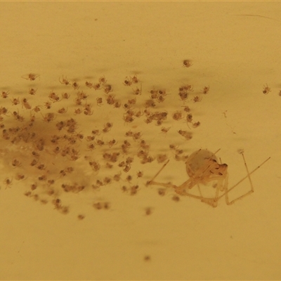 Cryptachaea gigantipes (White porch spider) at Conder, ACT - 19 May 2024 by MichaelBedingfield