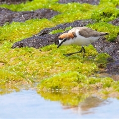 Anarhynchus ruficapillus (Red-capped Plover) at Moruya Heads, NSW - 27 Oct 2024 by jb2602