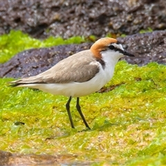 Anarhynchus ruficapillus at Moruya Heads, NSW - 28 Oct 2024 10:48 AM