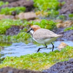Anarhynchus ruficapillus at Moruya Heads, NSW - 28 Oct 2024 10:48 AM