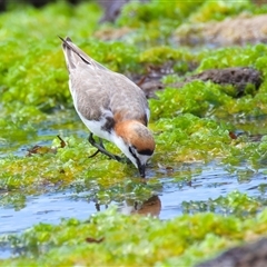 Anarhynchus ruficapillus at Moruya Heads, NSW - 28 Oct 2024 10:48 AM