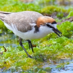 Anarhynchus ruficapillus at Moruya Heads, NSW - 28 Oct 2024 10:48 AM