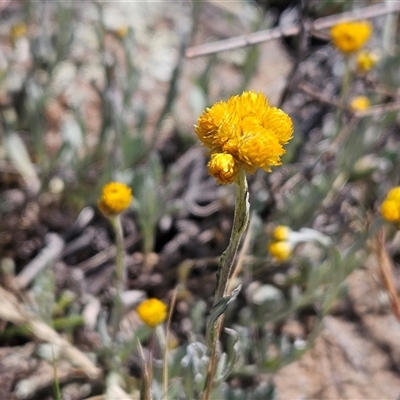 Chrysocephalum apiculatum (Common Everlasting) at Whitlam, ACT - 26 Oct 2024 by sangio7