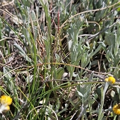 Chrysocephalum apiculatum at Whitlam, ACT - 26 Oct 2024