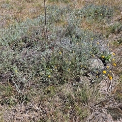 Chrysocephalum apiculatum at Whitlam, ACT - 26 Oct 2024