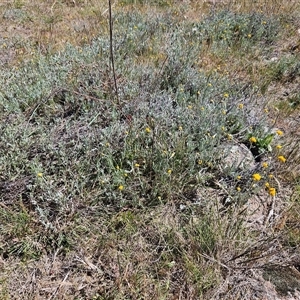 Chrysocephalum apiculatum at Whitlam, ACT - 26 Oct 2024