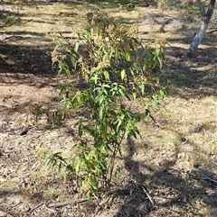 Olearia lirata (Snowy Daisybush) at Hawker, ACT - 26 Oct 2024 by sangio7