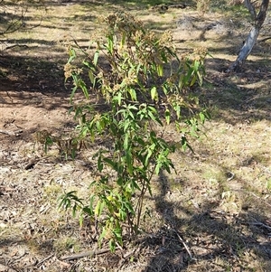 Olearia lirata at Hawker, ACT - 26 Oct 2024