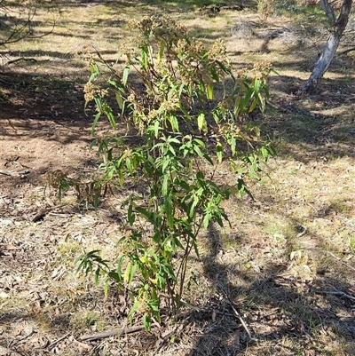 Olearia lirata (Snowy Daisybush) at Hawker, ACT - 26 Oct 2024 by sangio7