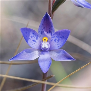 Thelymitra x truncata at Captains Flat, NSW - suppressed