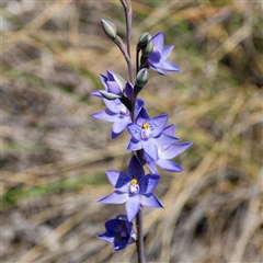 Thelymitra x truncata at Captains Flat, NSW - suppressed