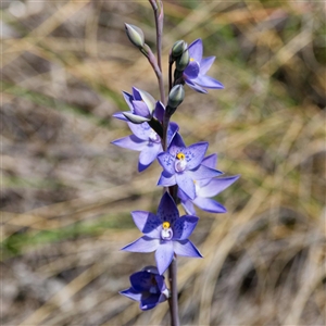 Thelymitra x truncata at Captains Flat, NSW - 29 Oct 2024