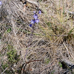 Thelymitra x truncata at Captains Flat, NSW - suppressed