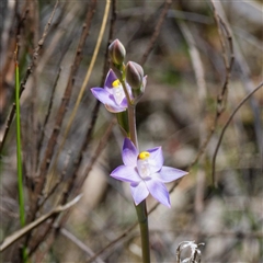 Thelymitra peniculata (Blue Star Sun-orchid) at Captains Flat, NSW - 29 Oct 2024 by DPRees125