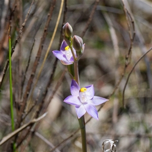 Thelymitra peniculata at Captains Flat, NSW - 29 Oct 2024