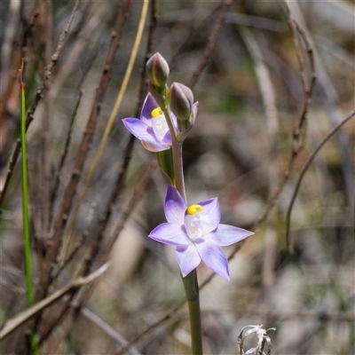 Thelymitra peniculata (Blue Star Sun-orchid) at Captains Flat, NSW - 29 Oct 2024 by DPRees125