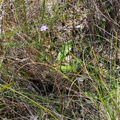 Thelymitra peniculata at Captains Flat, NSW - 29 Oct 2024