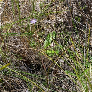 Thelymitra peniculata at Captains Flat, NSW - suppressed