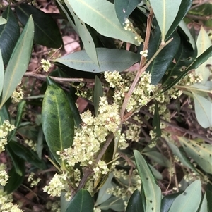 Unidentified Other Tree at Kungala, NSW by donnanchris