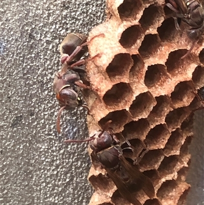 Ropalidia plebeiana (Small brown paper wasp) at Kungala, NSW - 29 Oct 2024 by donnanchris