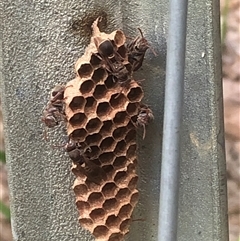 Ropalidia plebeiana at Kungala, NSW - 29 Oct 2024 02:48 PM