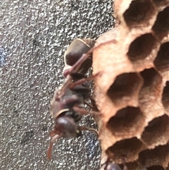 Ropalidia plebeiana at Kungala, NSW - 29 Oct 2024 02:48 PM