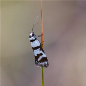 Philobota impletella Group at Captains Flat, NSW - 29 Oct 2024 10:52 AM