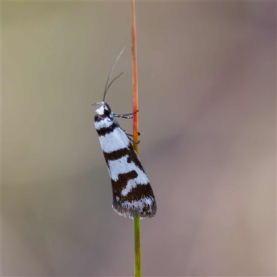 Philobota impletella Group (A concealer moth) at Captains Flat, NSW - 29 Oct 2024 by DPRees125