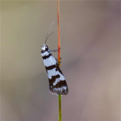 Philobota impletella Group (A concealer moth) at Captains Flat, NSW - 28 Oct 2024 by DPRees125