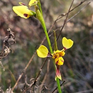 Diuris sulphurea at Hawker, ACT - suppressed