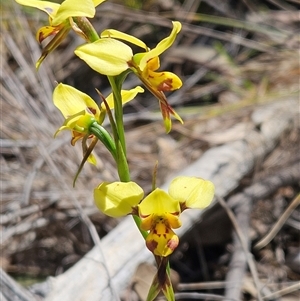 Diuris sulphurea at Hawker, ACT - 27 Oct 2024