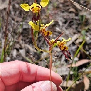 Diuris sulphurea at Hawker, ACT - 27 Oct 2024