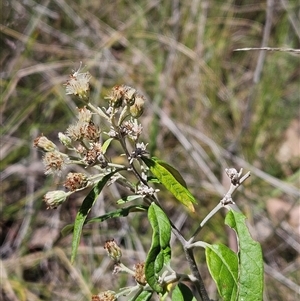 Olearia lirata at Hawker, ACT - 27 Oct 2024