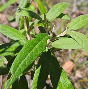 Olearia lirata at Hawker, ACT - 27 Oct 2024