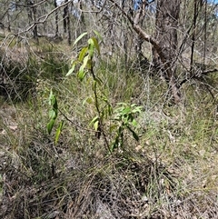 Olearia lirata at Hawker, ACT - 27 Oct 2024