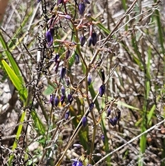 Dianella revoluta var. revoluta at Hawker, ACT - 27 Oct 2024 12:05 PM