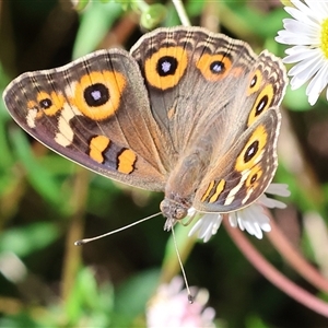 Junonia villida (Meadow Argus) at Wodonga, VIC by KylieWaldon