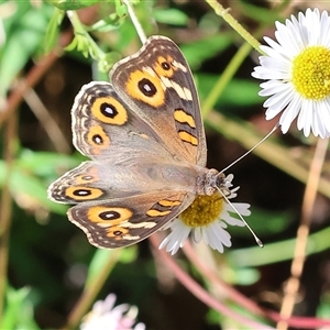 Junonia villida at Wodonga, VIC - 30 Oct 2024