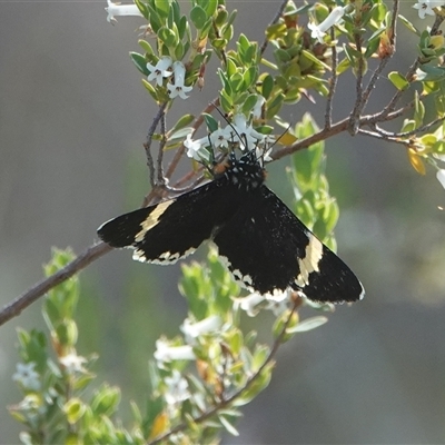 Eutrichopidia latinus (Yellow-banded Day-moth) at Hall, ACT - 28 Oct 2024 by Anna123