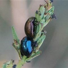 Chrysolina quadrigemina (Greater St Johns Wort beetle) at Hall, ACT - 29 Oct 2024 by Anna123