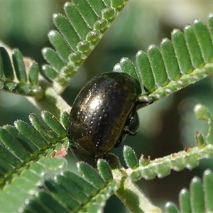 Chrysolina quadrigemina at Hall, ACT - 29 Oct 2024