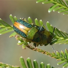 Calomela parilis (Leaf beetle) at Hall, ACT - 29 Oct 2024 by Anna123