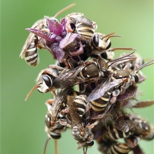 Lipotriches (Austronomia) phanerura at Unanderra, NSW - suppressed