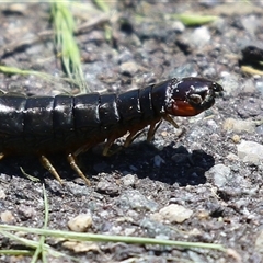 Cormocephalus aurantiipes at Dunlop, ACT - 29 Oct 2024 by RodDeb