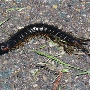 Cormocephalus sp.(genus) at Dunlop, ACT - 29 Oct 2024