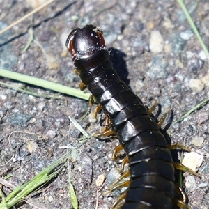 Cormocephalus sp.(genus) at Dunlop, ACT - 29 Oct 2024