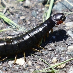 Cormocephalus sp.(genus) at Dunlop, ACT - 29 Oct 2024